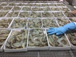 越南南美白蝦 全球農副產品購銷鏈中的明星